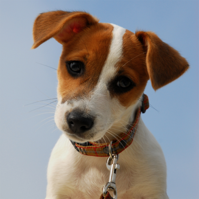 A photograph of a cute dog.